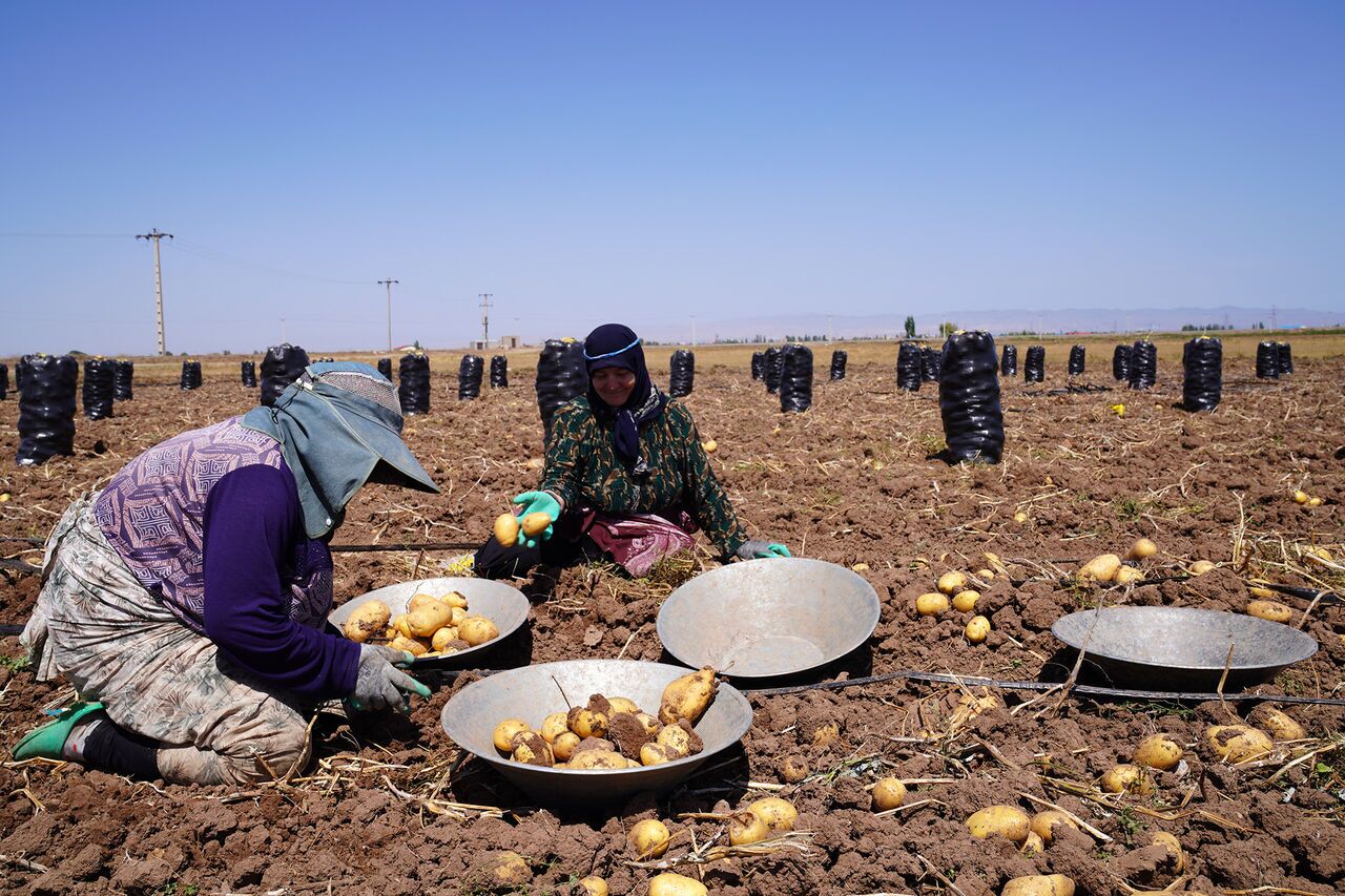 کمبود سیب زمینی نتیجه جدی نگرفتن هشدار اردیبهشت ۱۴۰۳ به جهاد کشاورزی!
