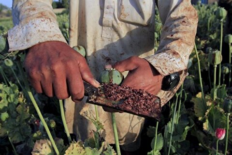 توصیه خبرگزاری فارس و نماینده مجلس به کشت خشخاش در کشور